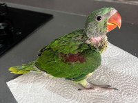 Bebek Alexander Maşallah El Bebek