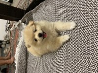 2 aylık dişi erkek pomeranian boo