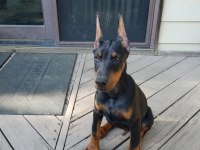 Referanslı Safkan Dobermanlar