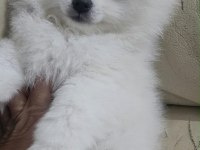 Pomeranian Boo Bebekler