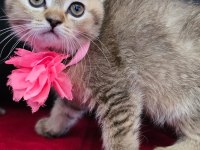 Scottish straight ve scottish fold yavrular