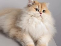 British longhair 1,5 yaşında Ny12 dişi