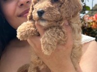 ÇOK ŞİRİN MALTİPOO YAVRULARIMIZ