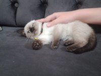 SİYAM KEDİSİ YAVRUMUZ
