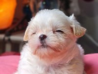 TeaCup Morkie Yavrular