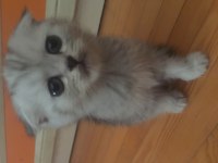 Hemen Teslim British Shorthair Yavrularımız