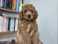 Toy poodle yavruları