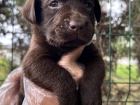 Harika Güzellikte Labrador Yavrular