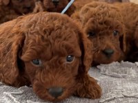 Red Brown Toy Poodle Yavrularımız