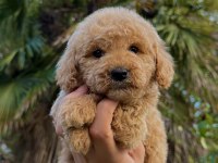TOY POODLE KÖPEĞİMİZ YENİ YUVASINA HAZIR