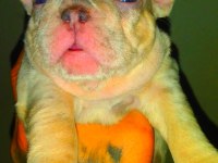 Anatomi harikası egzotik french bulldog