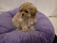 A KALİTE MALTİPOO YAVRULARIMIZ
