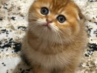 Scottish fold yuvam olur musunuz?