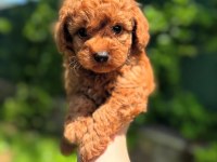 Toy Poodle Bebeklerimiz