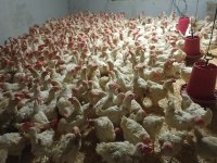 %60 Randımanlı Sandy Yumurta Tavuğu