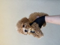 Kore Kan Maltipoo 