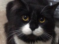 Scottish fold