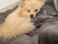 Köpeğimiz Maya için kalıcı yuva arıyorum