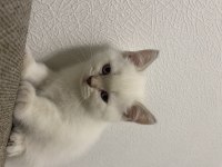 Golden point british shorthair yavruma yuva