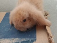 Lop Tavşan Karamel