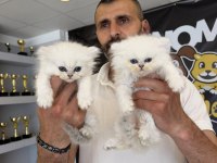 TOP KAFA SCOTTISH FOLD YAVRULARI FENOMEN PET SHOP