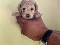 Maltipoo Yavrularımızı Canlı Görerek Alabilirsiniz