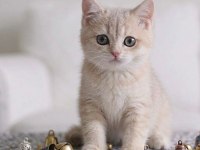 British shorthair lilac gold dişi yavru