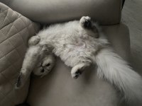 Scottish Fold Longhair