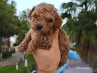 Poodle köpeğimizin tüm aşıları yapıldı