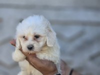 Nadir güzellikte maltese terrier yavrular