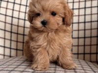 YÜZ GÜZELİ MALTİPOO YAVRULARI