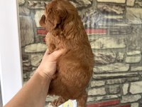 Toy Poodle köpeğimiz