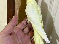 41 GÜNLÜK KUSURSUZ LUTİNO SULTAN BEBEK
