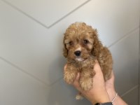 Evde doğma şov kalite maltipoo yavrular