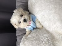 Pamuk prenses köpeğimiz