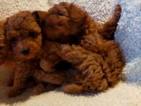Ankaranın en seçkin redbrown toy poodle yavrularımız