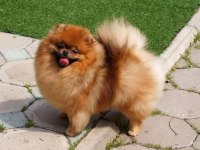 Safkan Bir Pomeranian Kız