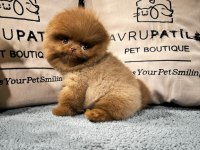 Irk Ve Sağlık Garantili Pomeranian Yavrular
