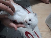 ÇİKOLATA POİNT ERKEK YAVRU SCOTTİSH FOLD