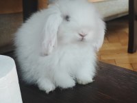 SAFKAN HOLLANDA TEDDY LOP TAVŞANI ÜCRETSİZ