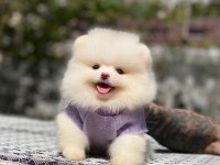 Pomeranian boo 2.5 aylık dişi erkek