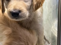 Anne Altından 2 Adet Dişi Golden Retriever Bebekler