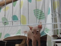 Sphynx Home Old Yavrular