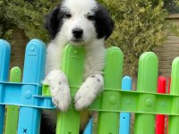 Border Collie Yavruları Aşıları tam