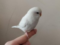 el besleme yeni yeme düşen muhabbet kuşları