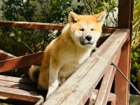 Akita İnu erkek yavru