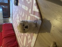 Minik pamuk pekinez köpekler