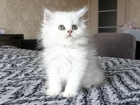 Tatlış kediler