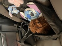 Teacup poodle 1.5 kg 7 aylık erkek aşıları tam