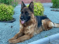 Alman kurdu köpeği yavrularımız